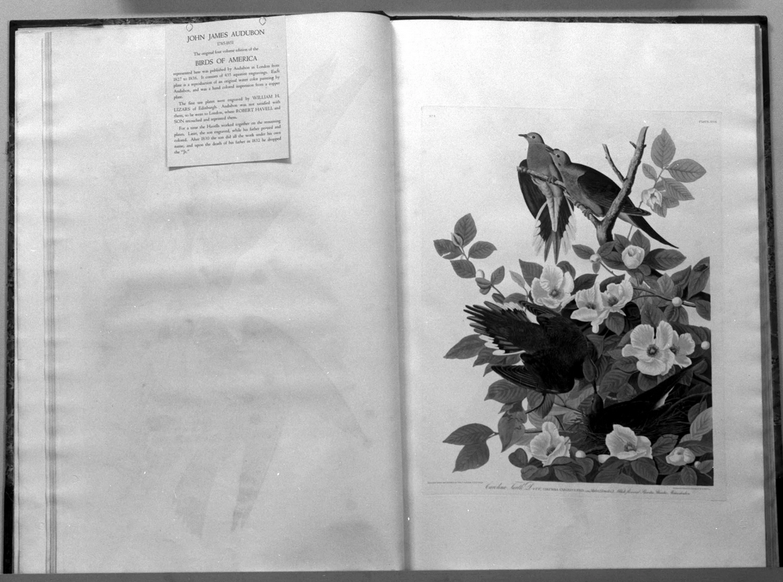 Audubon’s Birds of America | Chicago