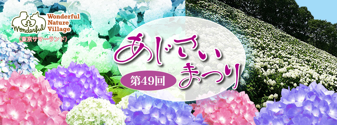 Hydrangea Festival at Wonderful Nature Village | Akiruno