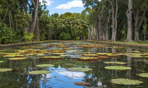Orto botanico di Pamplemousses