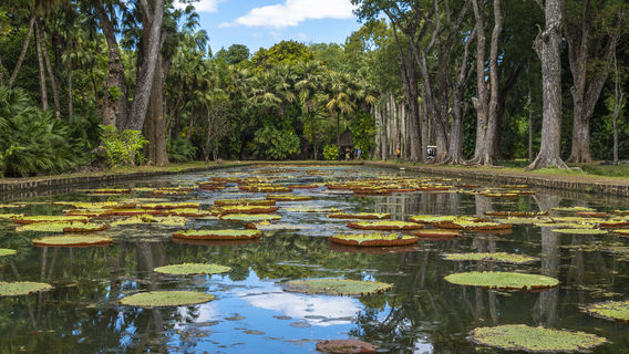 Jardin Botanique Sir Seewoosagur Ramgoolam