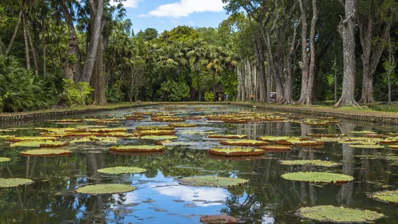 Sir Seewoosagur Ramgoolam Botanical Garden