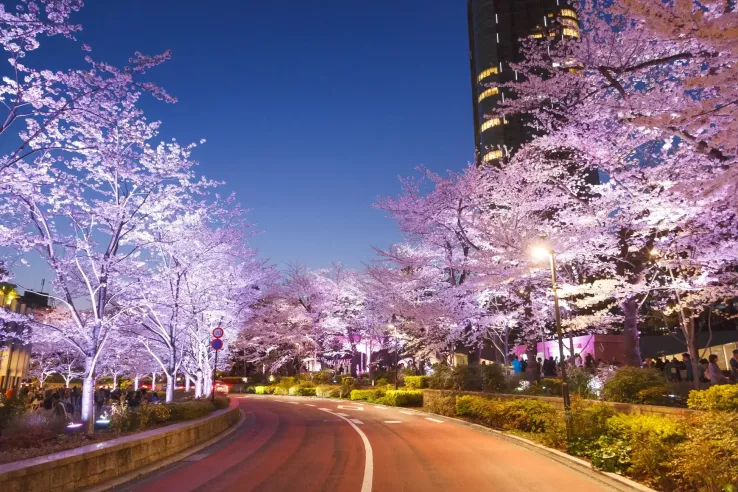 Midtown Blossom | Tokyo