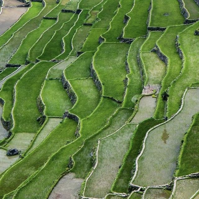 Rice Terraces in Banaue