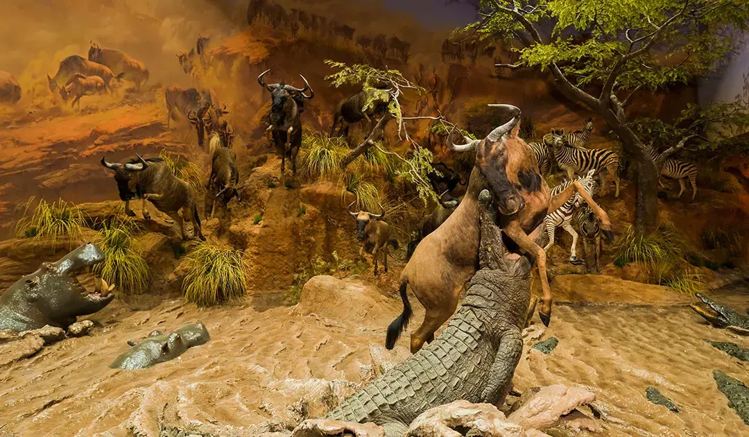 2_Wuhan Natural History Museum·Behring River Lifer Museum