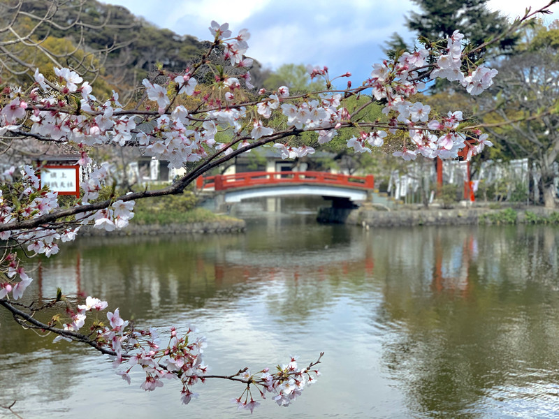 Tsurugaoka Hachimangu - Kamakura Travel Reviews｜Trip.com Travel Guide