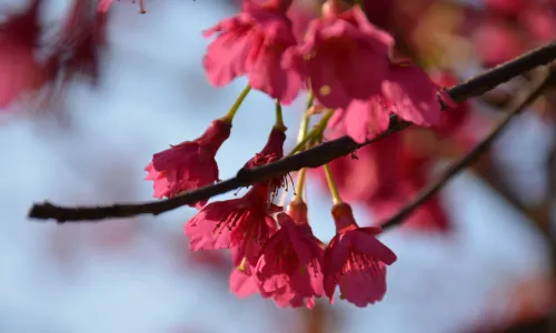 Fuzhou Botanical Garden