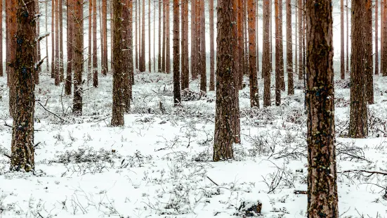 Urban Ecological Forest Park