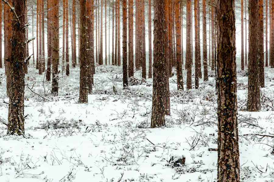 Urban Ecological Forest Park