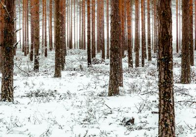 Urban Ecological Forest Park