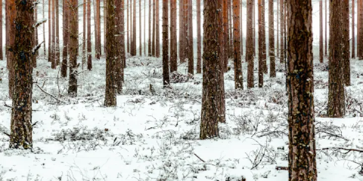 崑山市城市生態森林公園