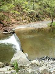 Upper Section Of Water Forest