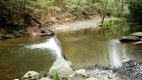Upper Section Of Water Forest