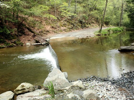 Upper Section Of Water Forest