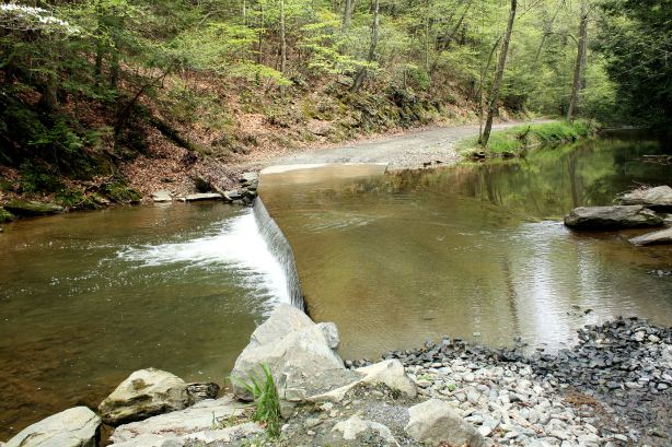 Upper Section Of Water Forest