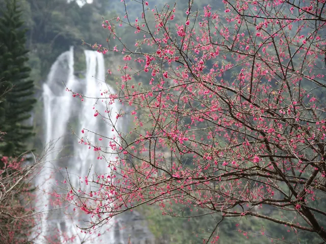 【櫻花季】粉紅大爆發，新北13處賞櫻勝地推薦打卡熱點一次看