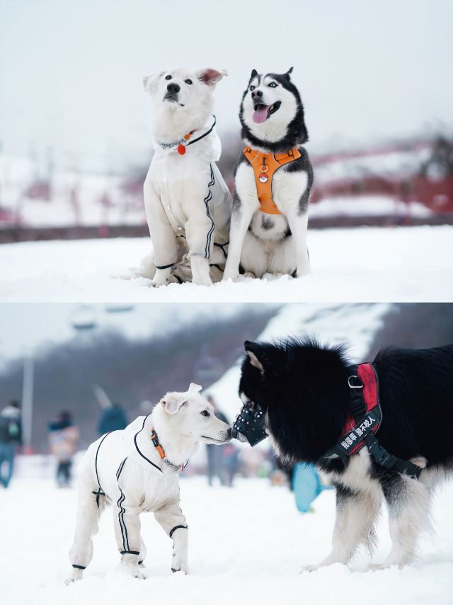 西嶺雪山