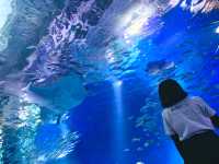 【唔止水族館咁簡單｜融合燈光、聲音及影像特色水族館】