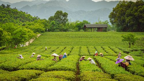 Wangu Tea Garden, Damingshan Mountain