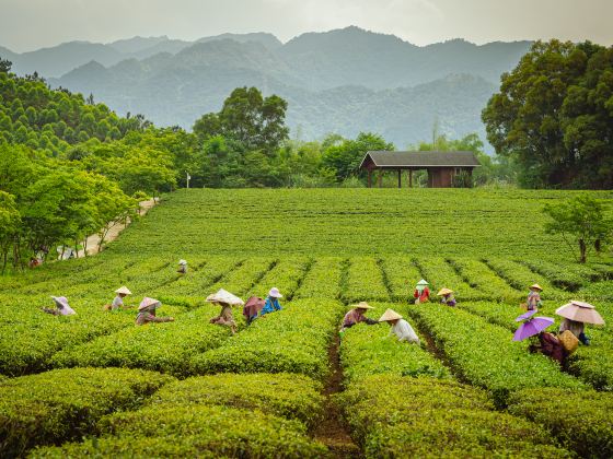 Wangu Tea Garden, Damingshan Mountain