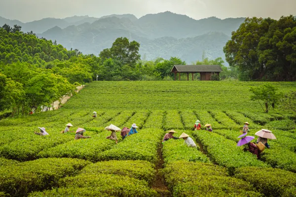 Vé máy bay Hà Nội Ngô Châu