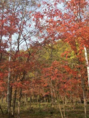 Валлия Срединная Красная Листья