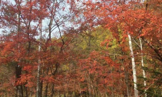 Mid Valley of Red Leaf Valley