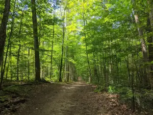 Eldred King Woodlands