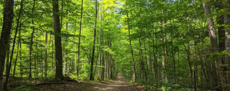 Eldred King Woodlands