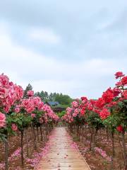 Nanjing Rose Garden