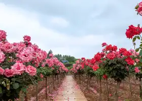 Nanjing Rose Garden