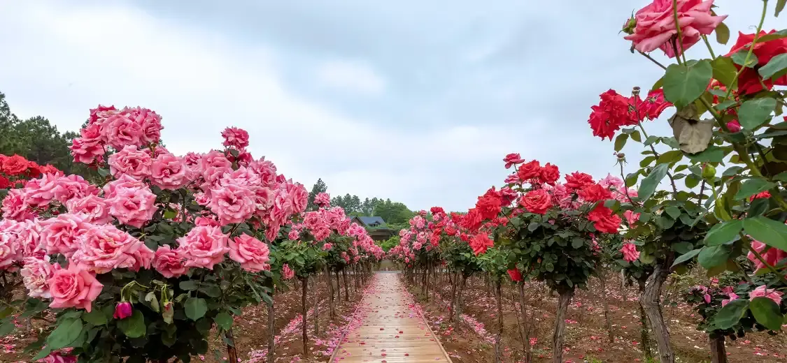 Hotels near Nanjing Rose Garden