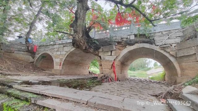 Tree Backpack Bridge