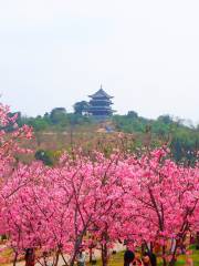 Sakura Garden, Qingxiu Mountain Scenic Area