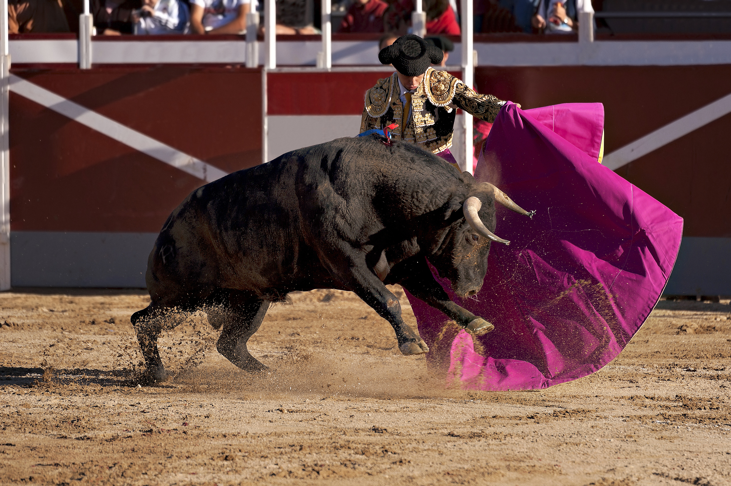 Buffalo Racing Festival | Chon Buri