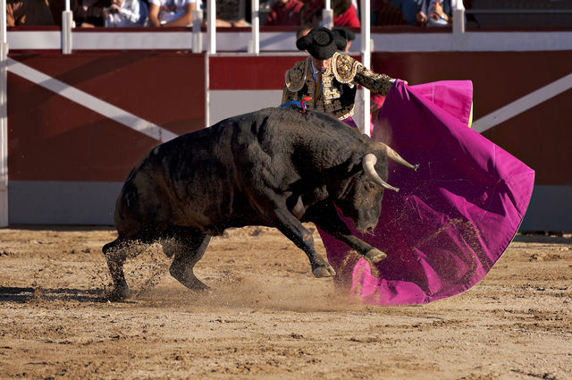 Buffalo Racing Festival | Chon Buri