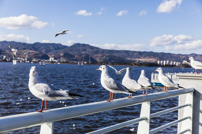 Dianchi Lake Seagull Viewing Point