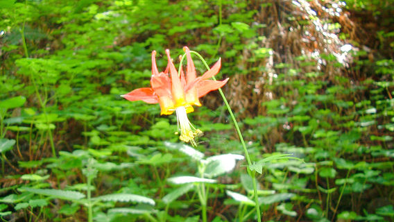 สวนสาธารณะแห่งชาติหลีมาคีน