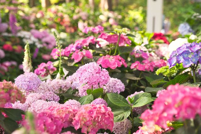 Hydrangea Festival at The Garden of Morning Calm | Gapyeong-gun
