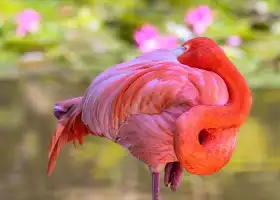 Flamingo Gardens