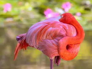 Flamingo Gardens