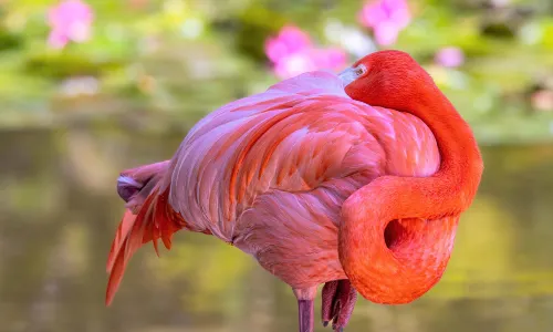 Flamingo Gardens