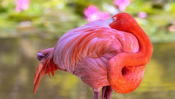 Flamingo Gardens