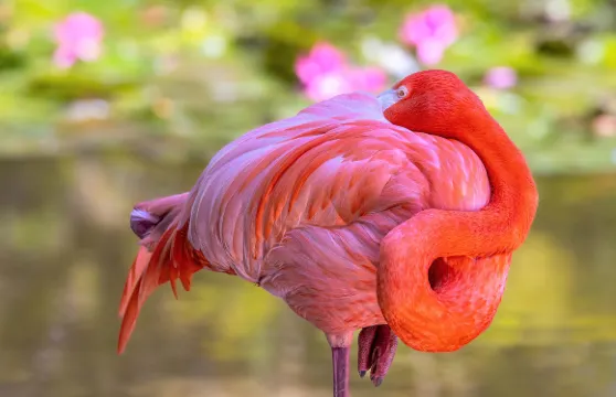 火烈鳥公園門票成人