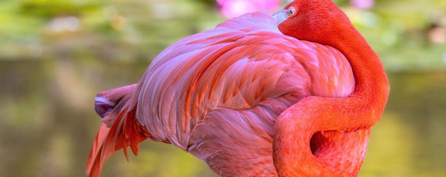 Flamingo Gardens