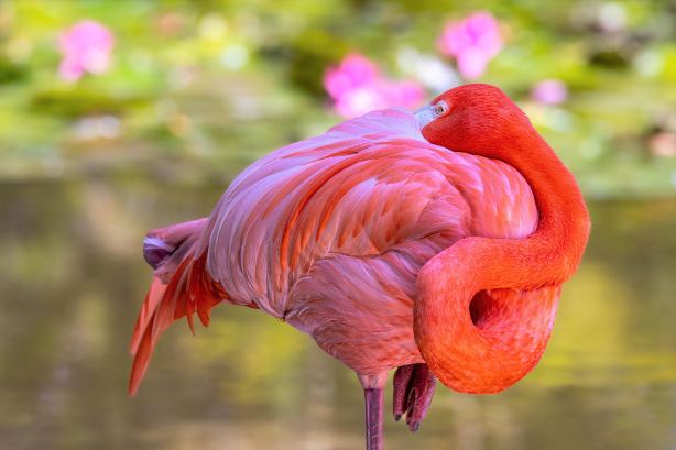Flamingo Gardens