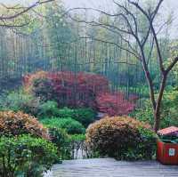 Yixing, Bamboo Forest, China  