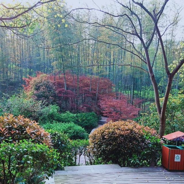 Yixing, Bamboo Forest, China  