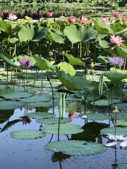 Lotus Pond Ecotourism Area