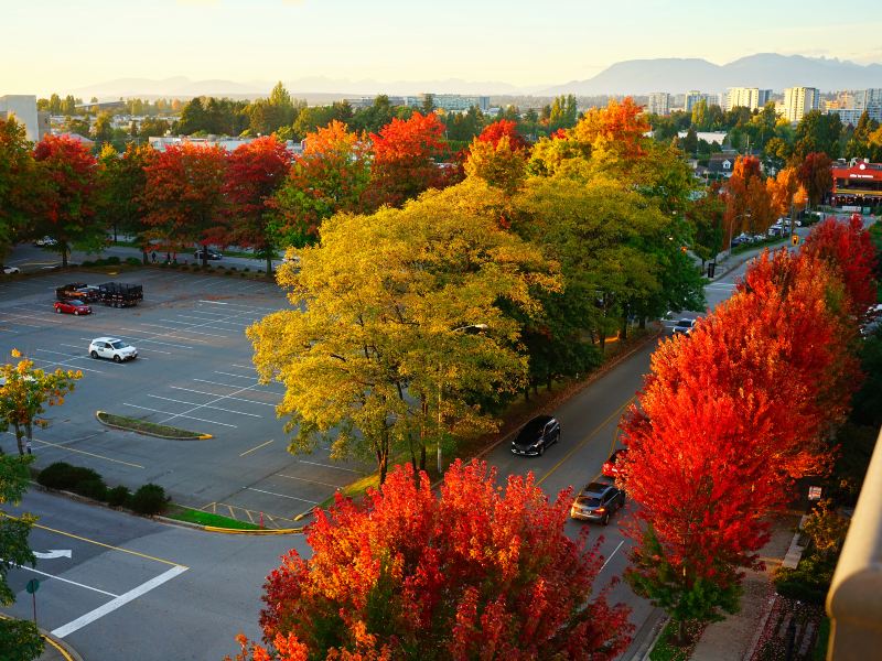 Maple Tree Square