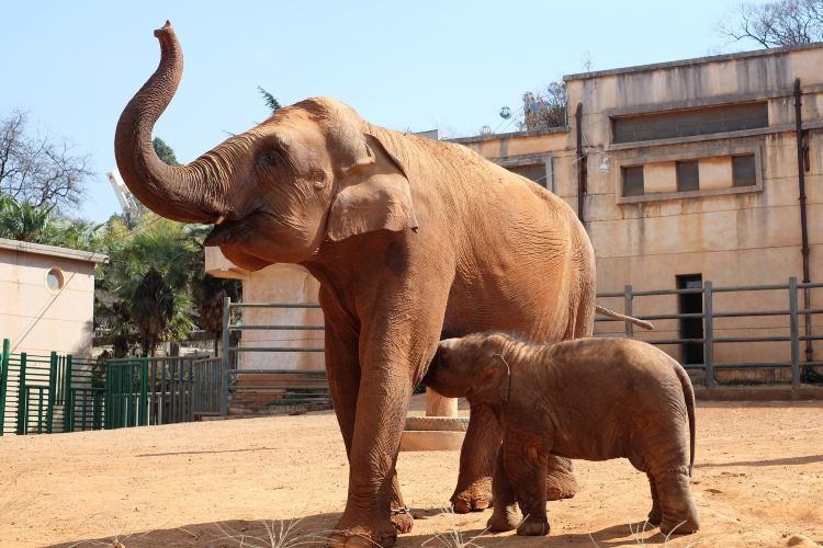 Kunming Zoo